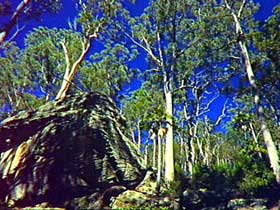 Blackdown Tableland National Park - C Tourism 3