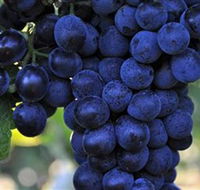 De Bortoli Wines Bilbul - C Tourism