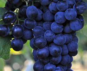 De Bortoli Wines Bilbul - C Tourism 0