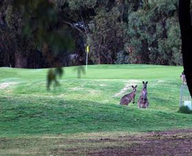 Deniliquin Golf Club - C Tourism 2
