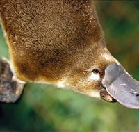 Eungella National Park - C Tourism