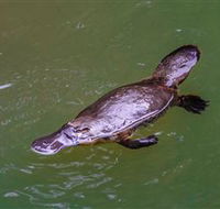 Platypus Viewing at Broken River - C Tourism