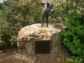 Dingo Statue - C Tourism 0