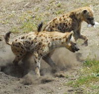 Altina Wildlife Park - C Tourism