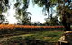 Mackereth's Hedon Farm - thumb 3