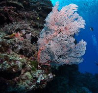 Barracuda Bommie Dive Site - C Tourism