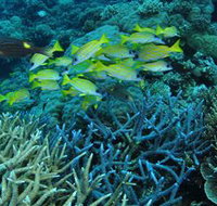 Castle Rock Dive Site - C Tourism