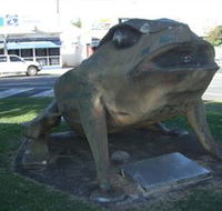 Big Cane Toad - C Tourism