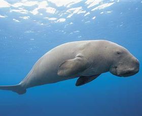 Dugong Sanctuary - Clairview - C Tourism 1