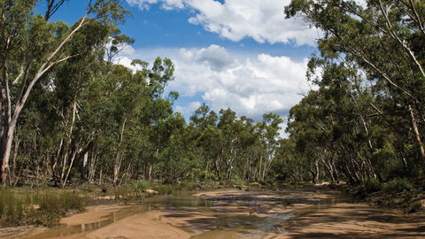 Pilliga National Park - C Tourism 2
