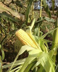 Captains Creek Organic Wines - C Tourism 2