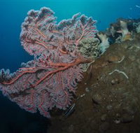 Luncheon Bay Dive Site - C Tourism