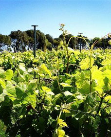 Basalt Wines - C Tourism 0