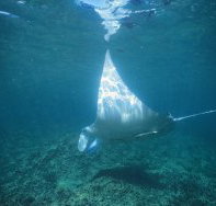 Manta Ray Bay Dive Site - C Tourism
