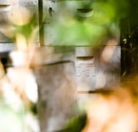 Bees on Keswick Island - C Tourism