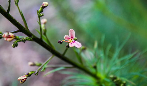 Lynchs Loop Trail - C Tourism 2