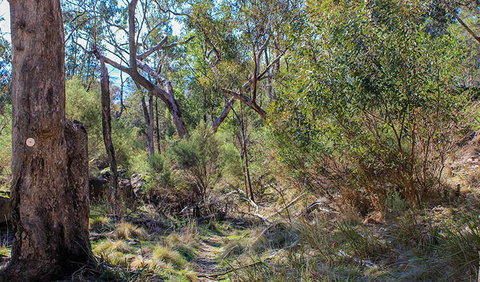 Eualdrie Walking Track - C Tourism 1