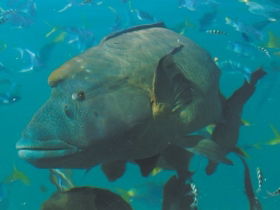 Fairey Reef - C Tourism 1