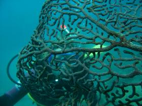 Fairey Reef - C Tourism 3