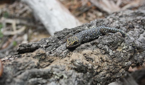 Wagun Picnic Area - C Tourism 1