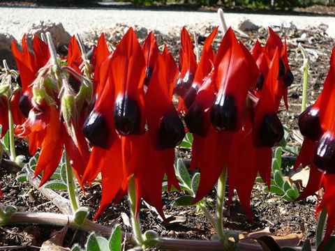 Australian Inland Botanic Gardens - C Tourism 1