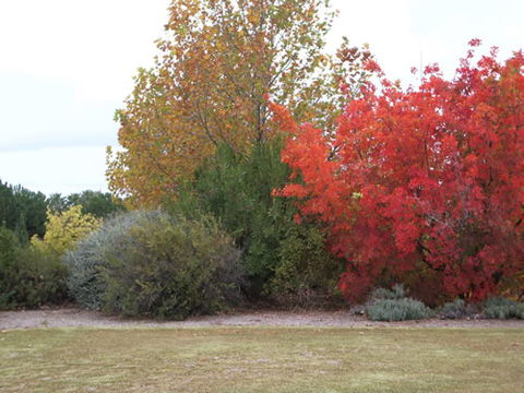 Australian Inland Botanic Gardens - C Tourism 2