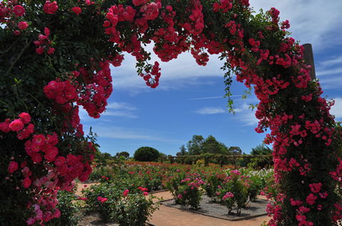 Australian Inland Botanic Gardens - C Tourism 3