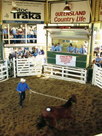 Gracemere Exhibition Complex - C Tourism 0