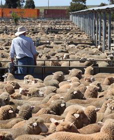 Livestock Marketing Centre - C Tourism 0
