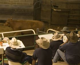 Livestock Marketing Centre - C Tourism 2