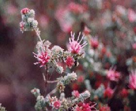 Burrendong Botanic Garden And Arboretum - C Tourism 1