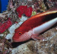 Snake Pit Dive Site - C Tourism