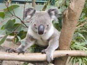 The Rockhampton Zoo - C Tourism 1