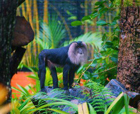 The Rockhampton Zoo - C Tourism 3