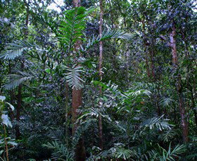 Kutini-Payamu (Iron Range) National Park (CYPAL) - C Tourism 2