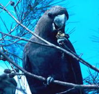 Mount Archer National Park - C Tourism