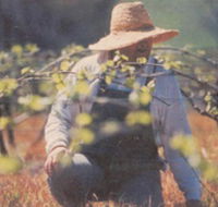 Canobolas Smith Winery - C Tourism