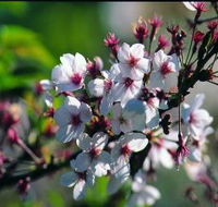 Sakura Avenue - C Tourism