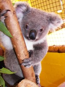 Cooberrie Park Wildlife Sanctuary - C Tourism 0
