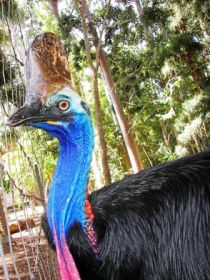 Cooberrie Park Wildlife Sanctuary - C Tourism 1