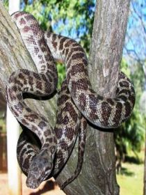 Cooberrie Park Wildlife Sanctuary - C Tourism 3