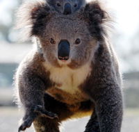 Koalas in Gunnedah - C Tourism