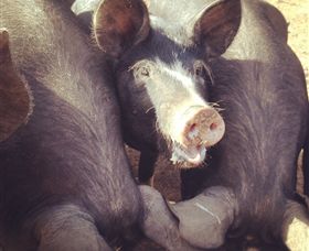 Ravens Creek Farm - C Tourism 3