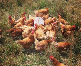 Ravens Creek Farm - C Tourism 6