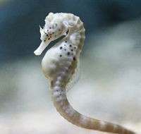 SEA LIFE Melbourne Aquarium - C Tourism