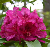 Campbell Rhododendron Gardens - C Tourism