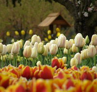 Tulip Top Gardens - C Tourism