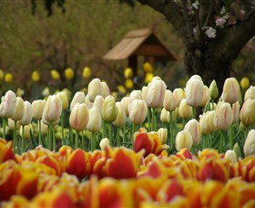 Tulip Top Gardens - C Tourism 0