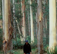 Blue Gum Forest - C Tourism