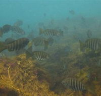 Bunurong Marine and Coastal Park - C Tourism